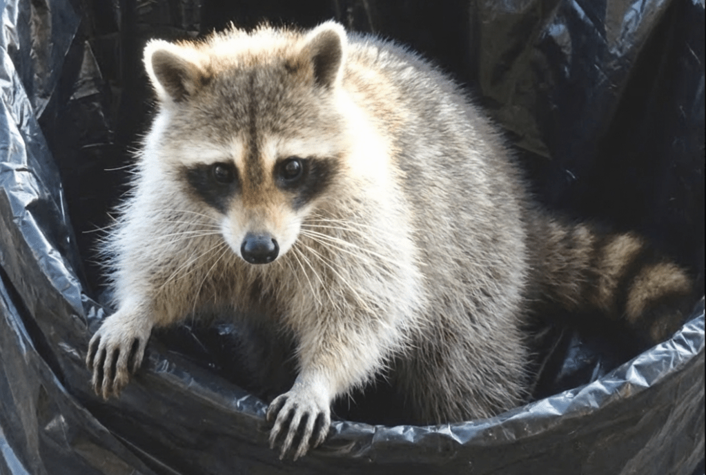 raccoon2